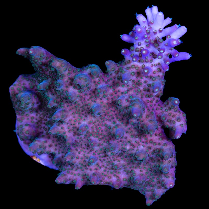 Vivid Efflo Acropora Coral Colony