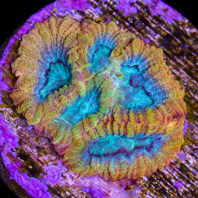 Vivid's Blue Flame Favia Coral