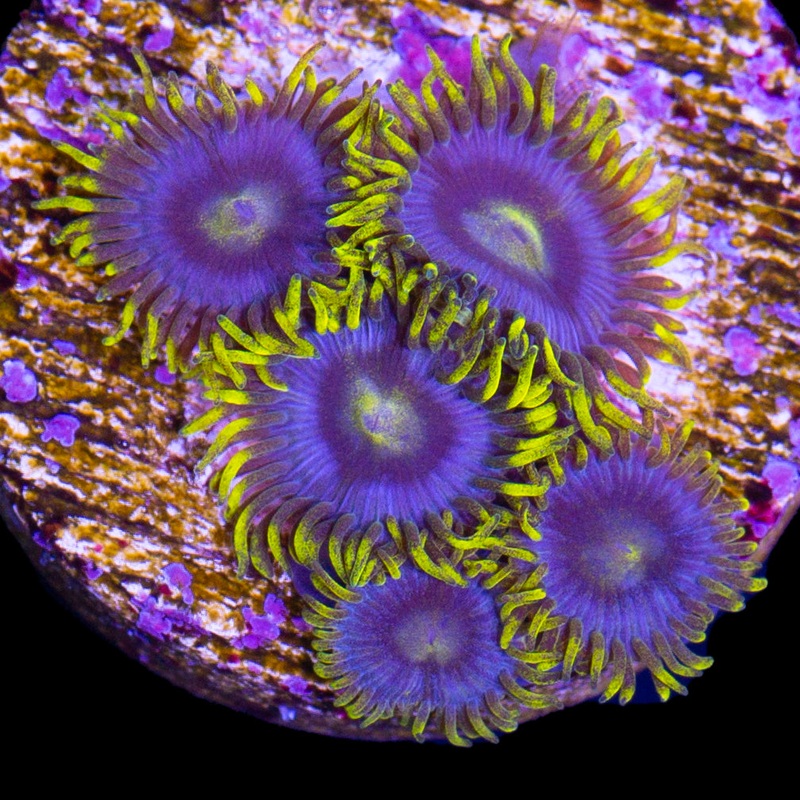 Vivid's Blueberry Fields Zoanthids