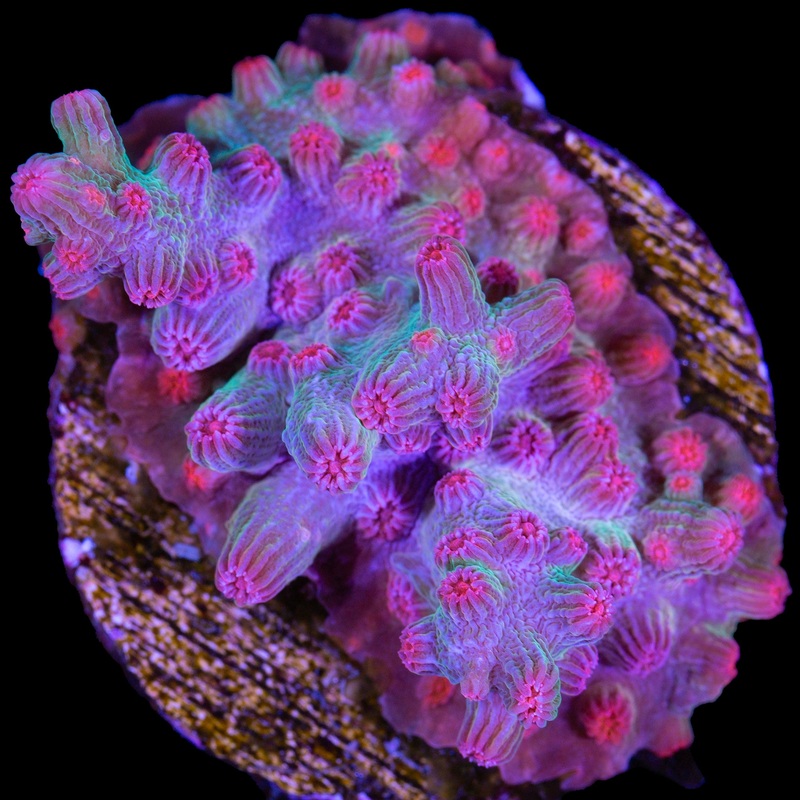 Vivid's Branching Cyphastrea Decadia Coral - Lg Frag