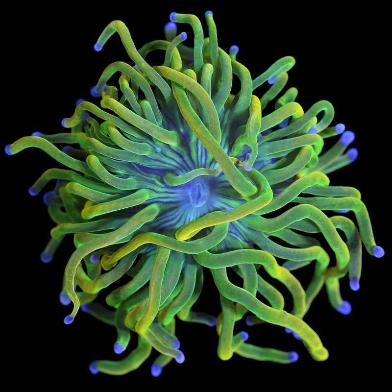 Vivid's Elden Ring Grail Torch Coral - 1st Release