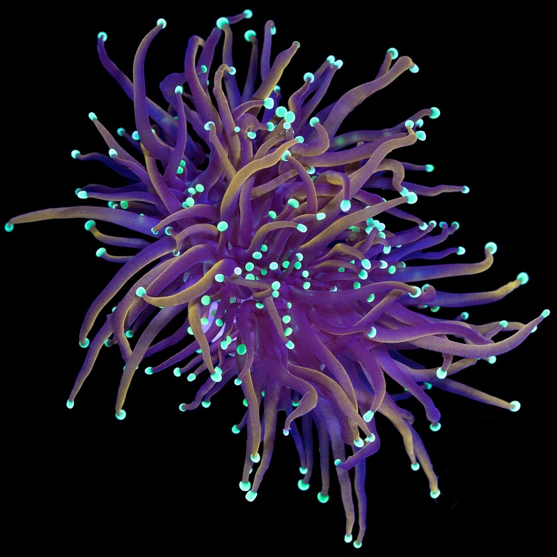Vivid's Ghostbusters Torch Coral