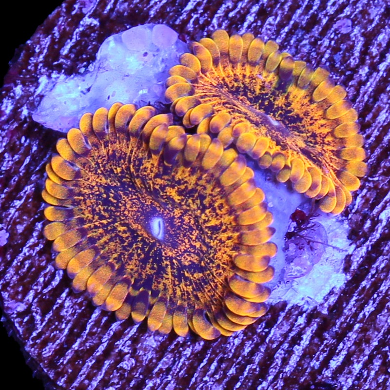 Vivid's Gold Maul Zoanthids