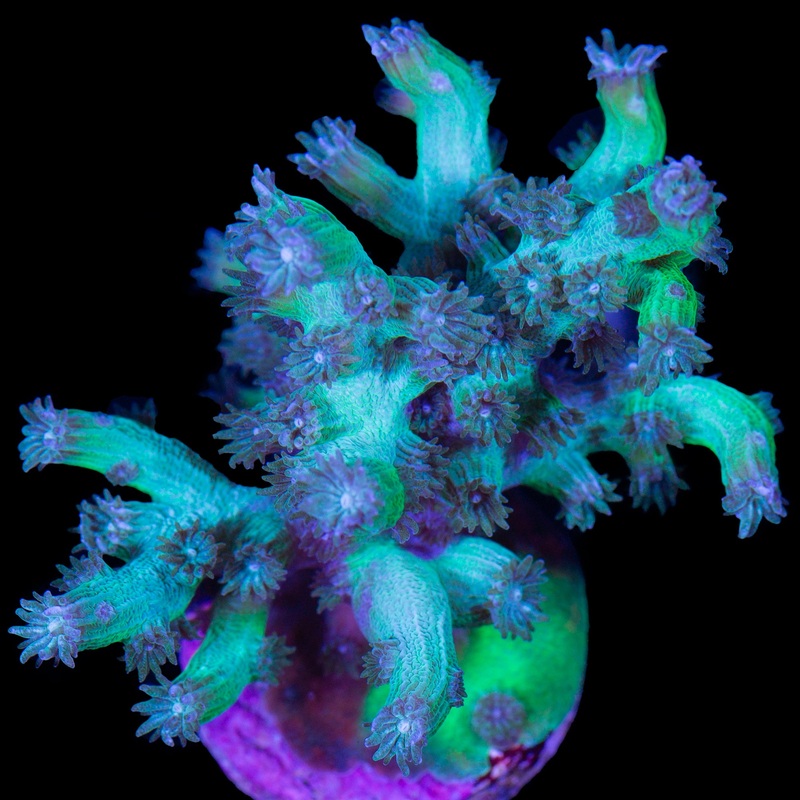 Vivid's Green Branching Cyphastrea - Lg Frag