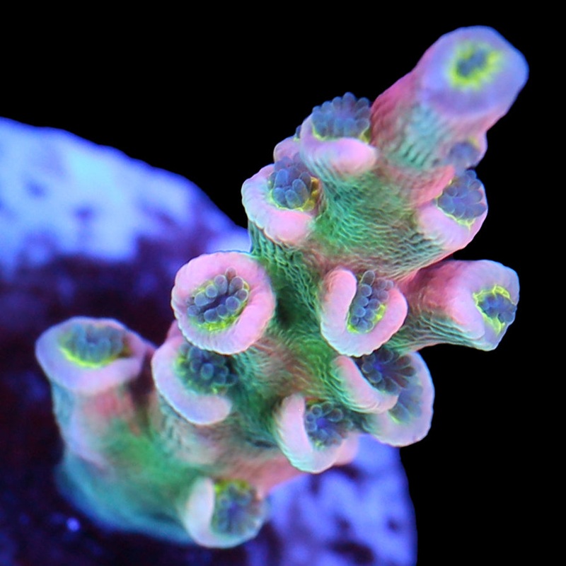 Vivid's Insanity Acropora Coral - Lg Frag