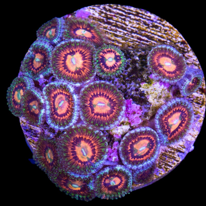 Vivid's Rainbow Incinerator Zoanthids