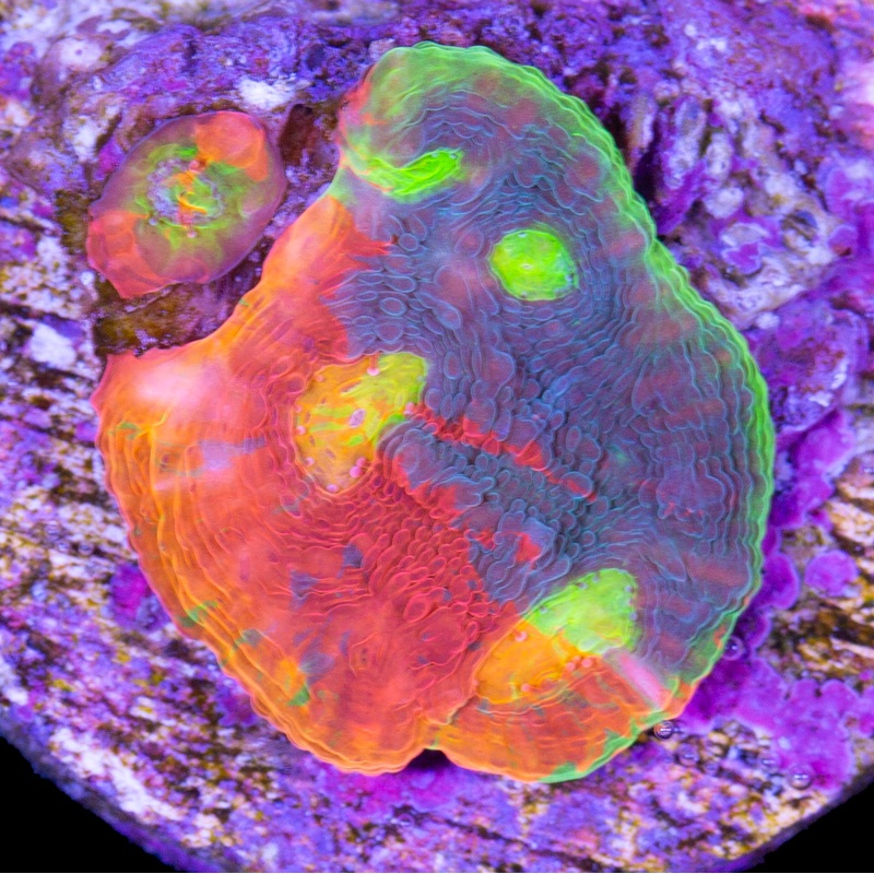 Vivid's Rainbow Unicorn Echinophyllia Coral