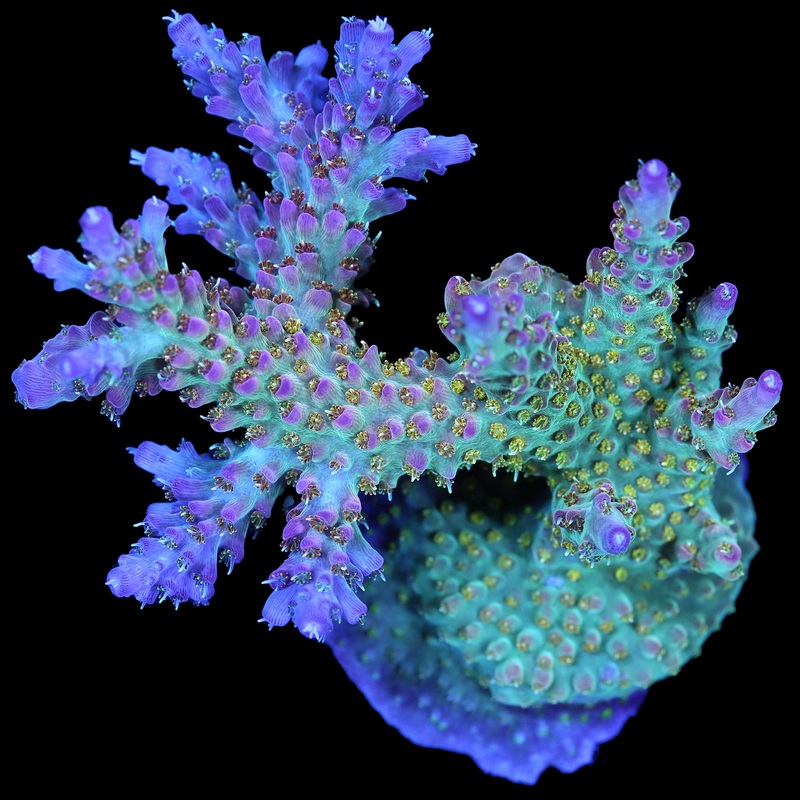 Vivid's Royal Flush Acropora Coral - Lg Frag