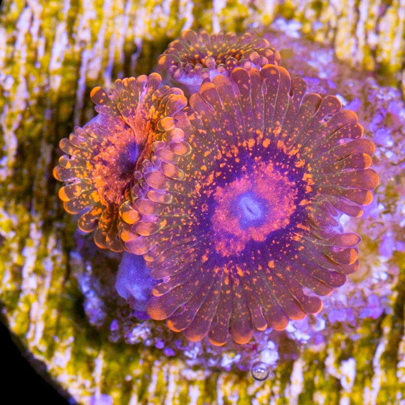 Vivid's Speckled Krakatoa Zoanthids