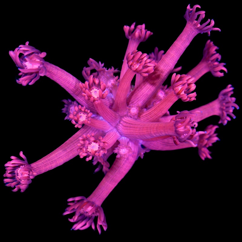 Vivid's Ultra Red Goniopora Coral