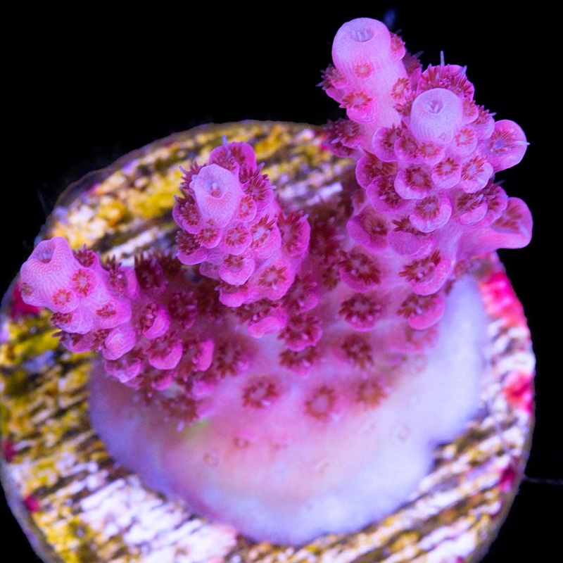 Vivid's Ultra Red Table Acropora Coral