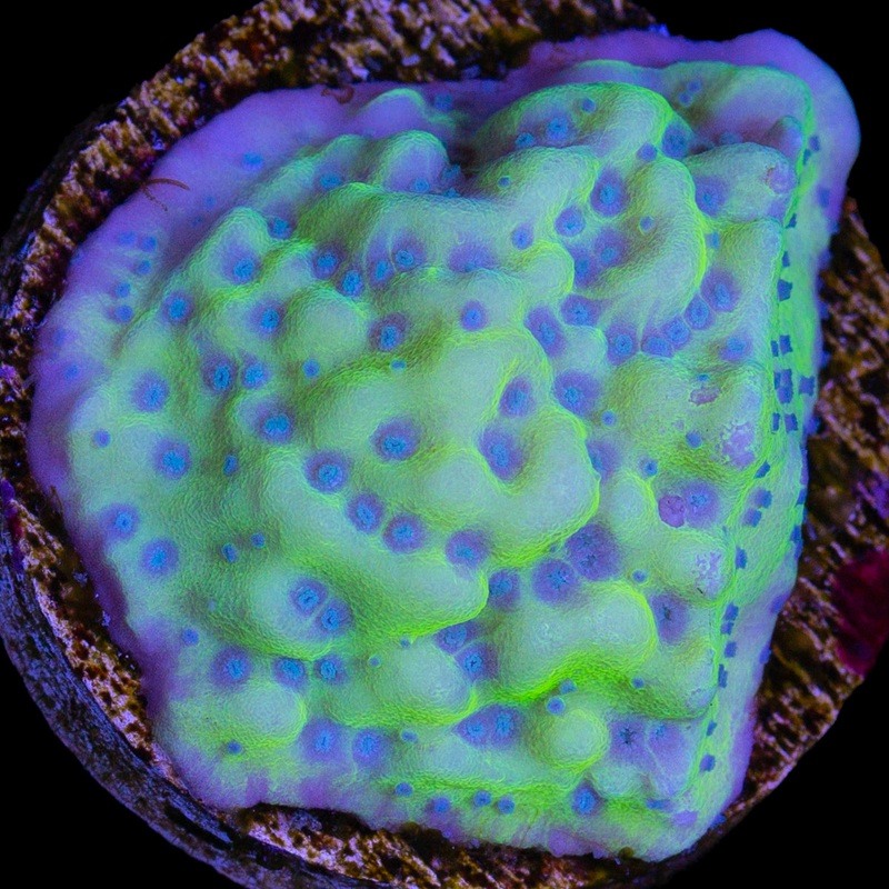Vivid's Uranium Montipora Coral