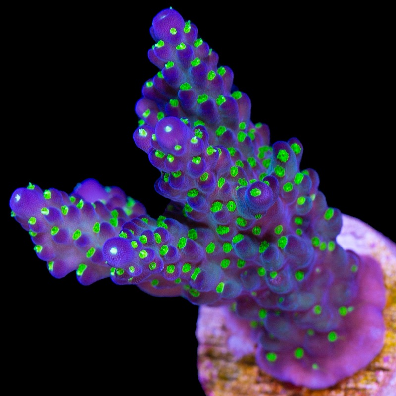 Vivid Tricolor Acropora Coral