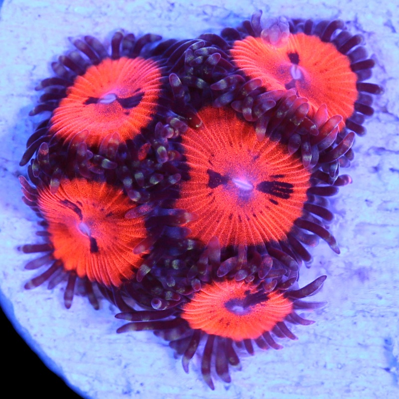 Vivids Agent Orange Zoanthids