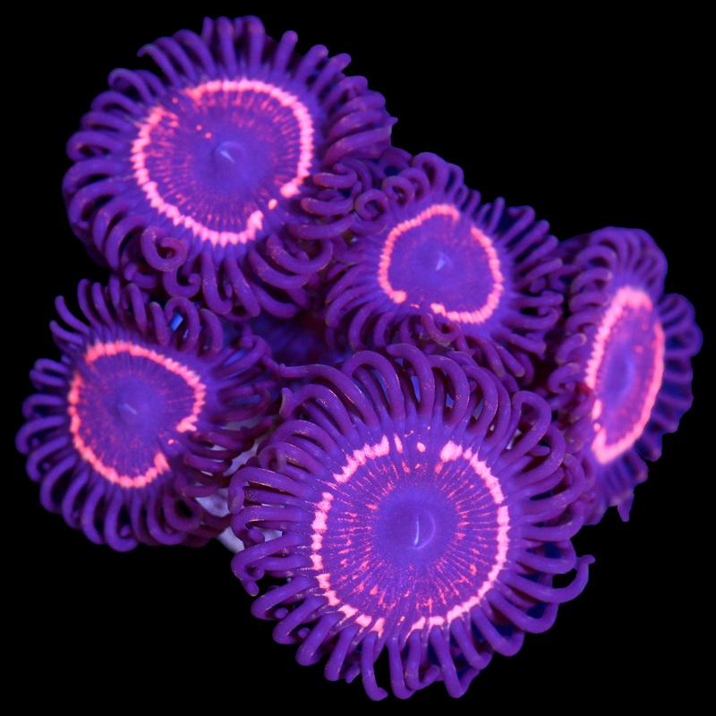 Vivids Eye of Sauron Zoanthids