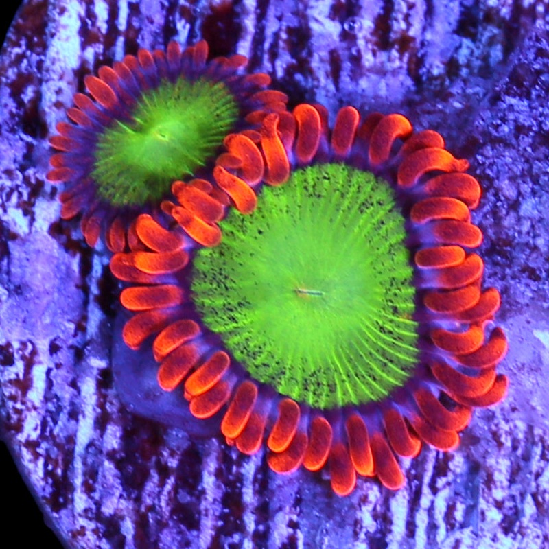 Vivids Goblins Fire Zoanthids