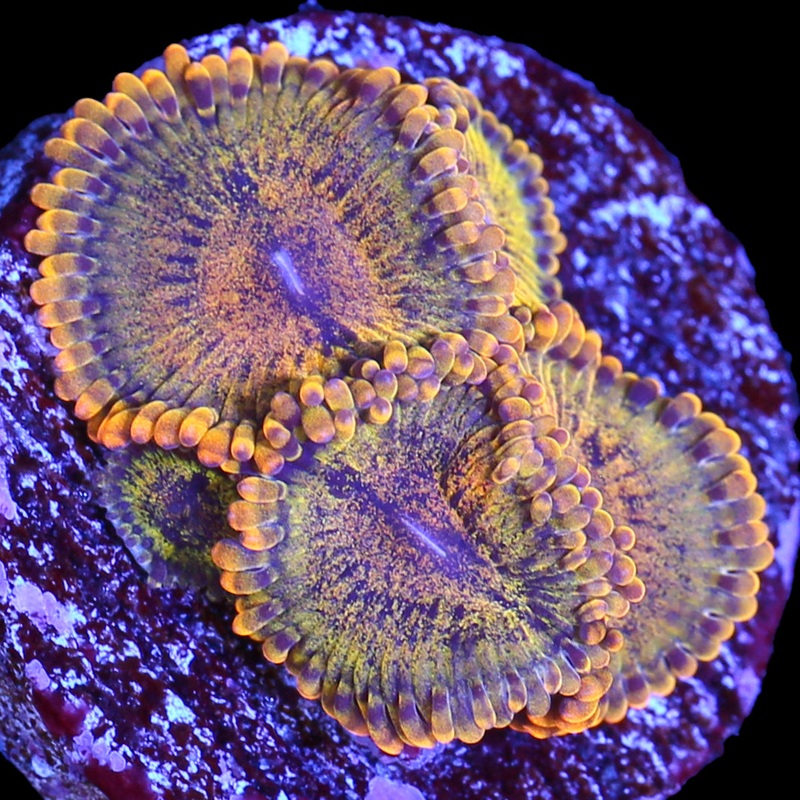 Vivids Gold Maul Zoanthids