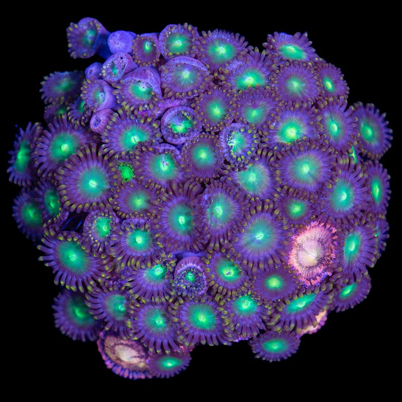 Vivids Halle Berry & Emerald Eye Zoanthid Combo