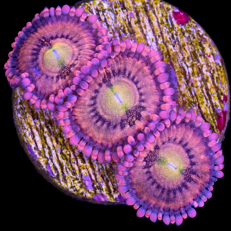Vivids Halle Berry Zoanthids