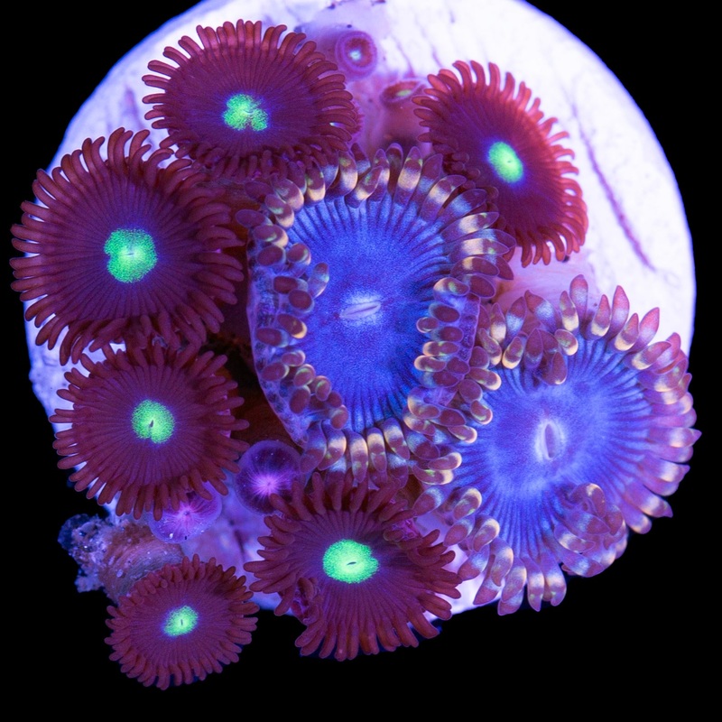 Vivids Homelander & Blue Bird Combo Zoanthids