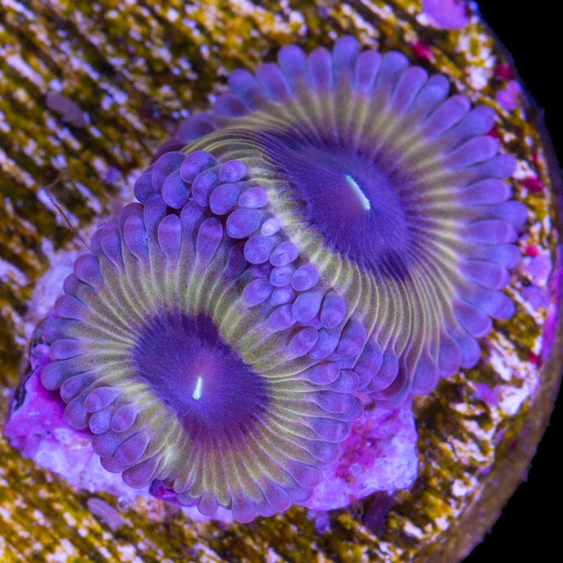 Vivids Lavender Fields Zoanthids