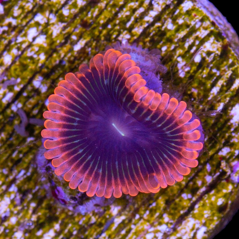 Vivids Lunar Eclipse Zoanthids