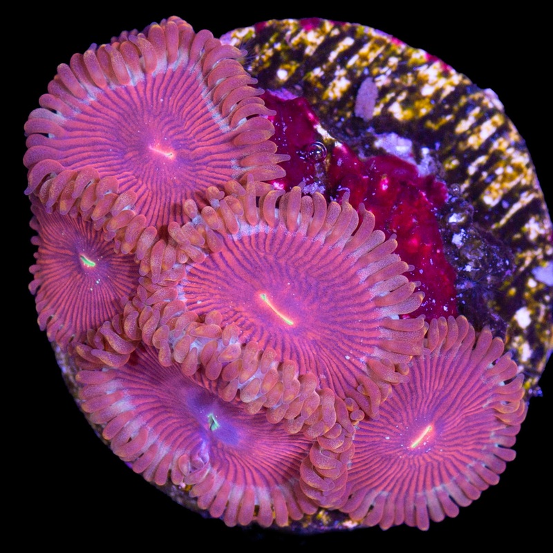 Vivids Molten Agave Zoanthids