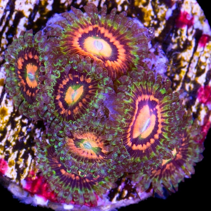 Vivids Rainbow Incinerator Zoanthids