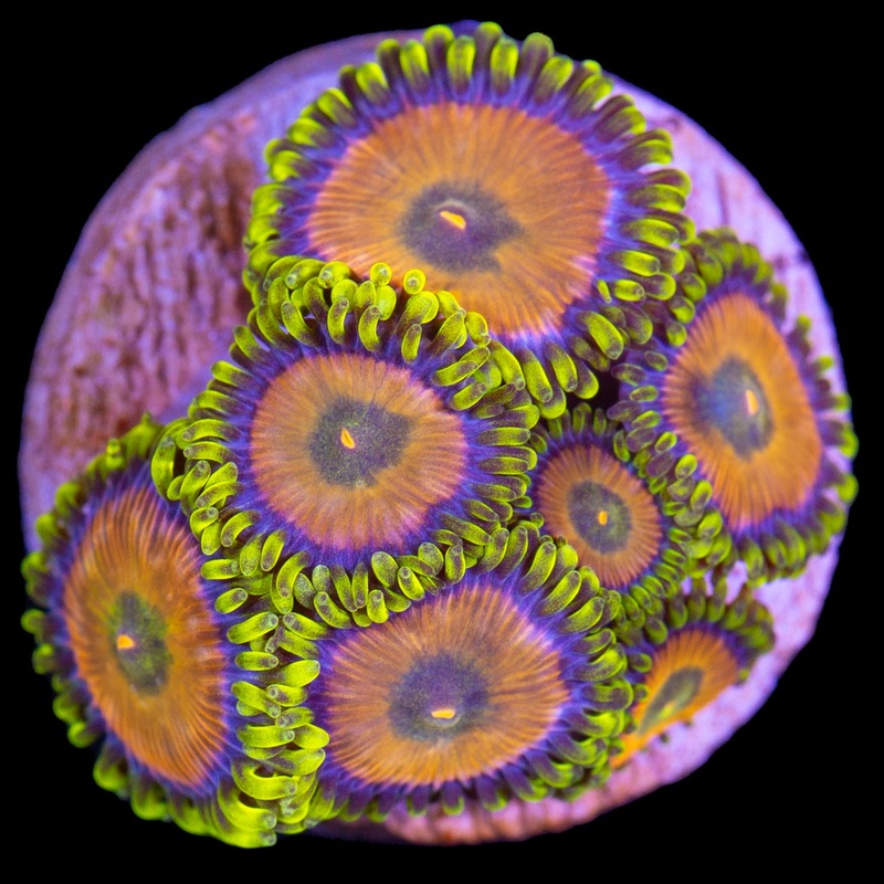 Vivids Sponge Bob Zoanthids