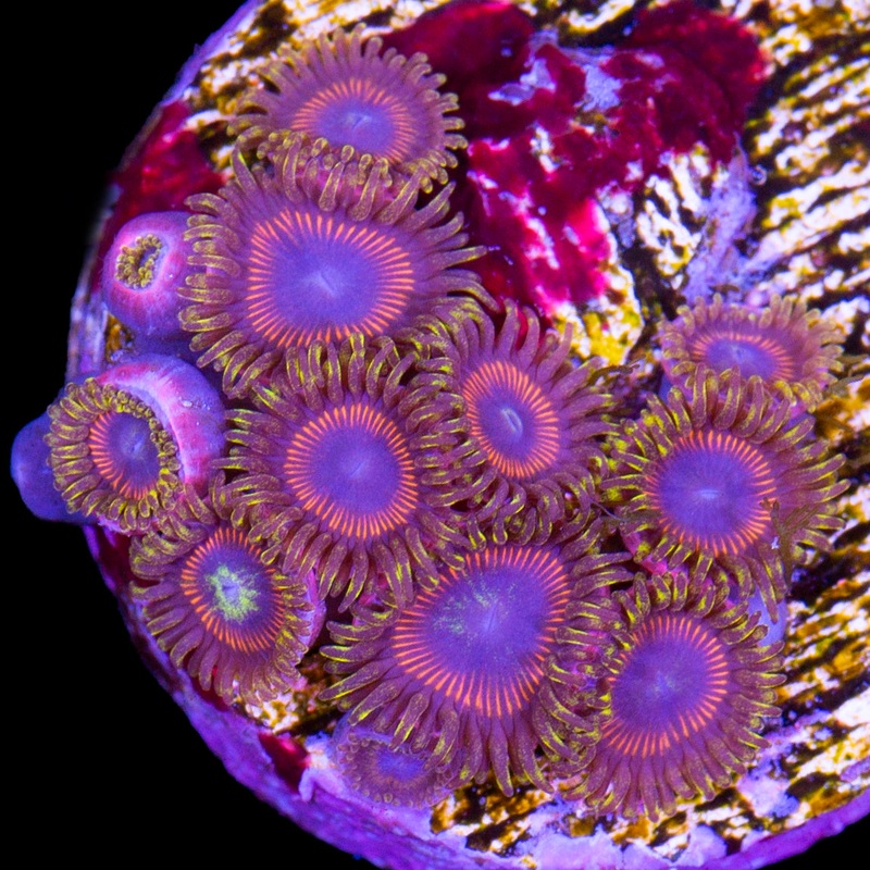 Vivids Static Zoanthids
