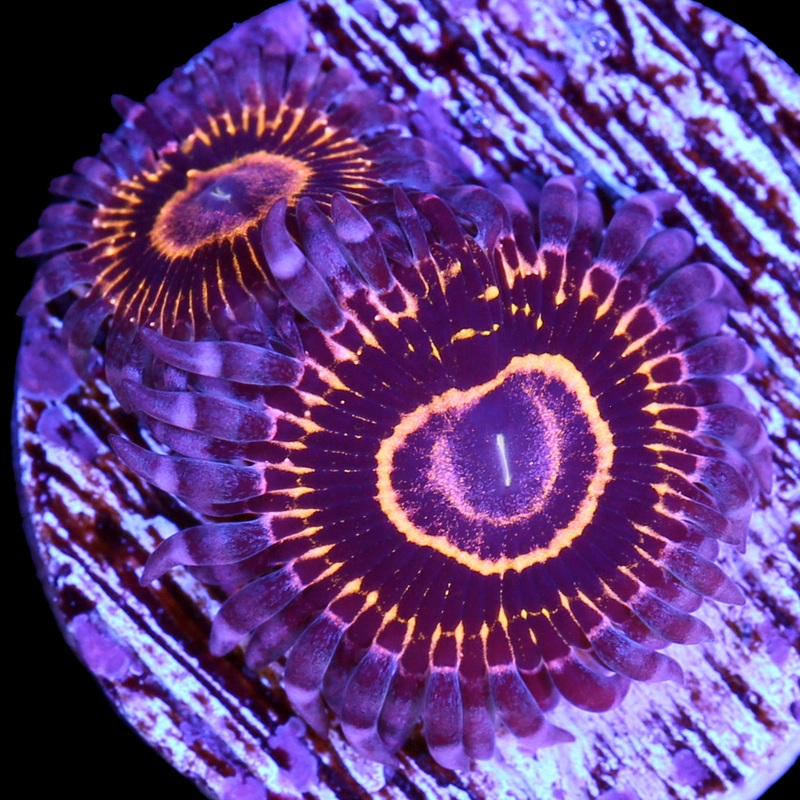 Vivids Stratosphere Zoanthids