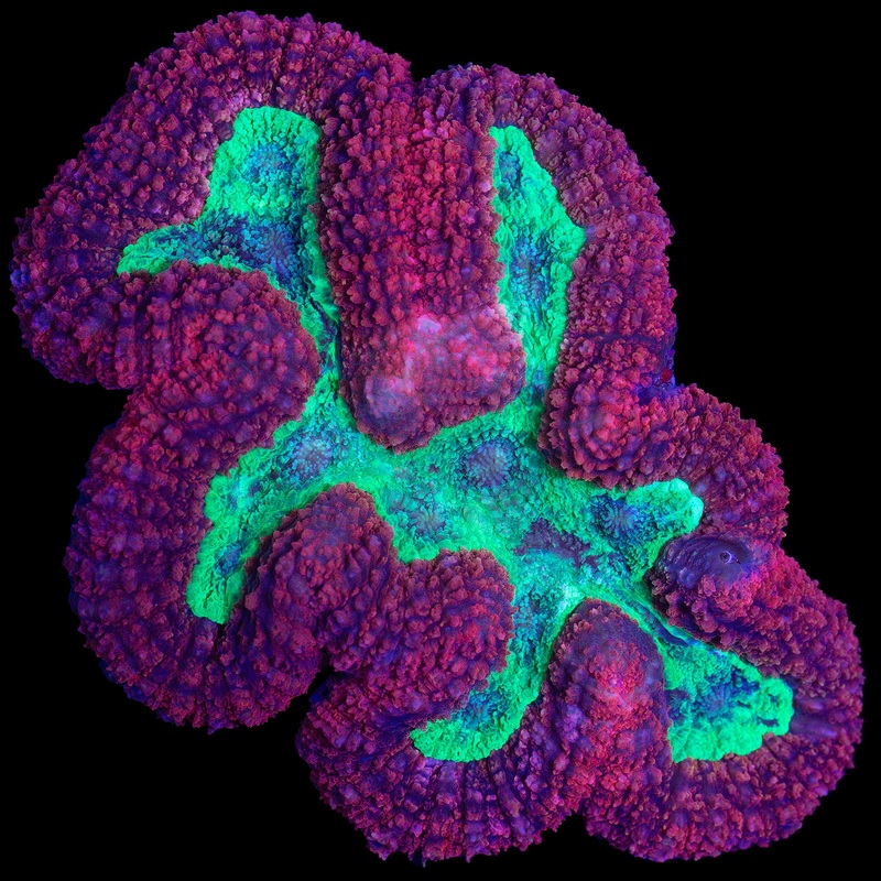 XXL Aussie Red & Green Symphyllia Coral Colony