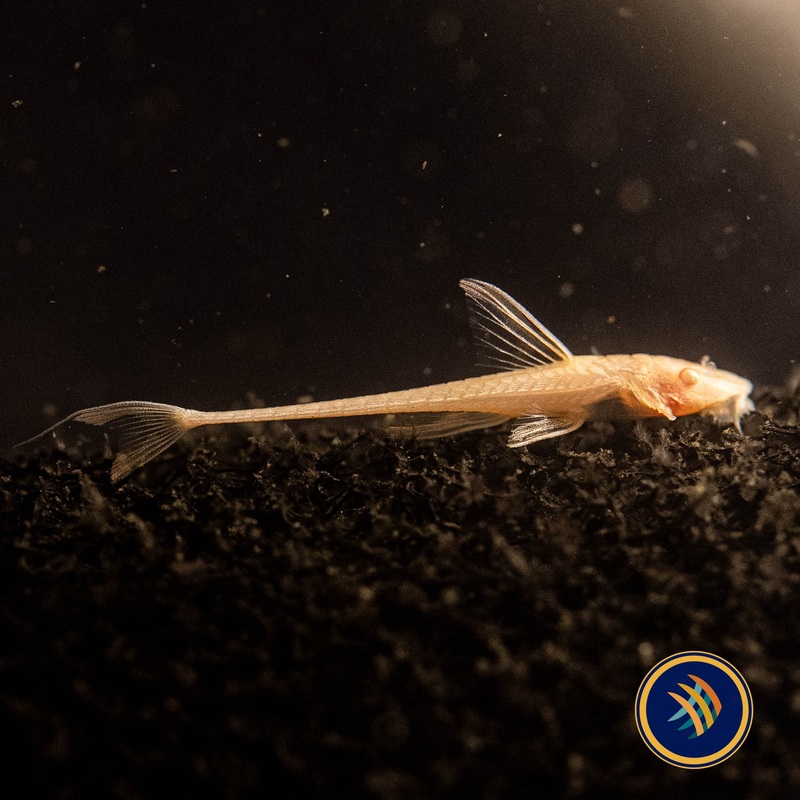 Albino Whiptail Catfish (Rineloricaria lancelata)