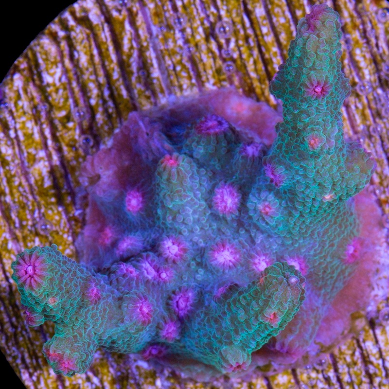 Aquaman Branching Cyphastrea Coral