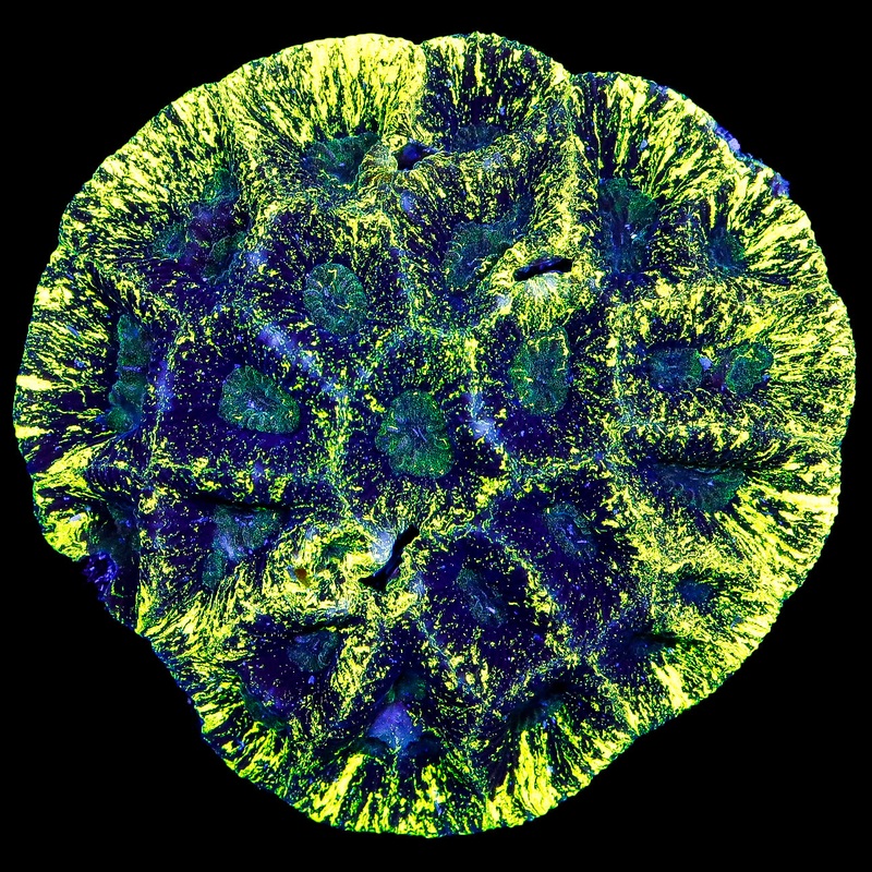 Atomic Splatter Aussie Goniastrea Coral Colony