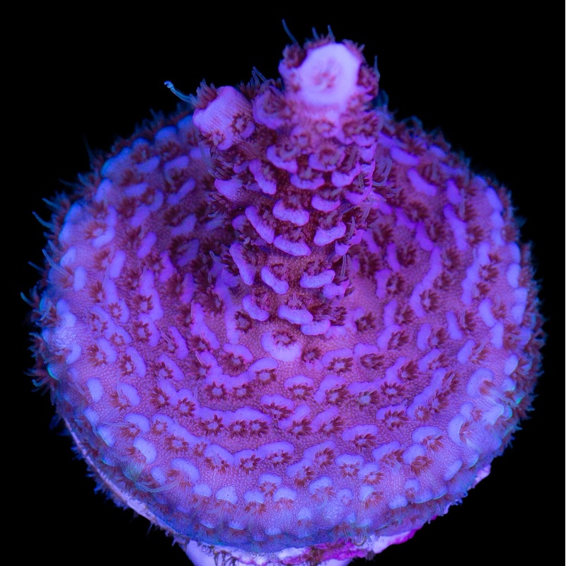 Blue Dream Millepora Acropora Coral