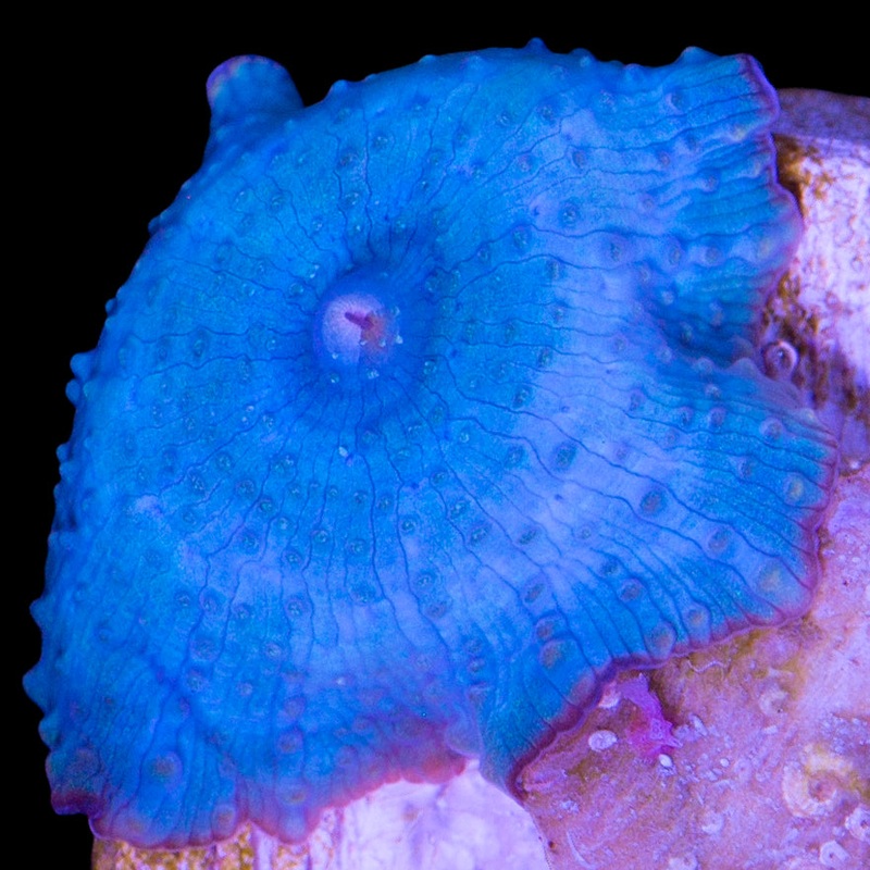 Blue Mushroom