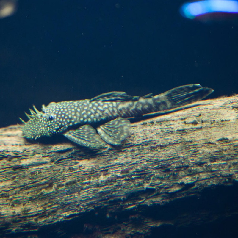 Bristlenose Pleco (Ancistrus sp.)