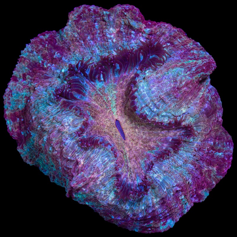 Crazy Cool Acanthophyllia Coral