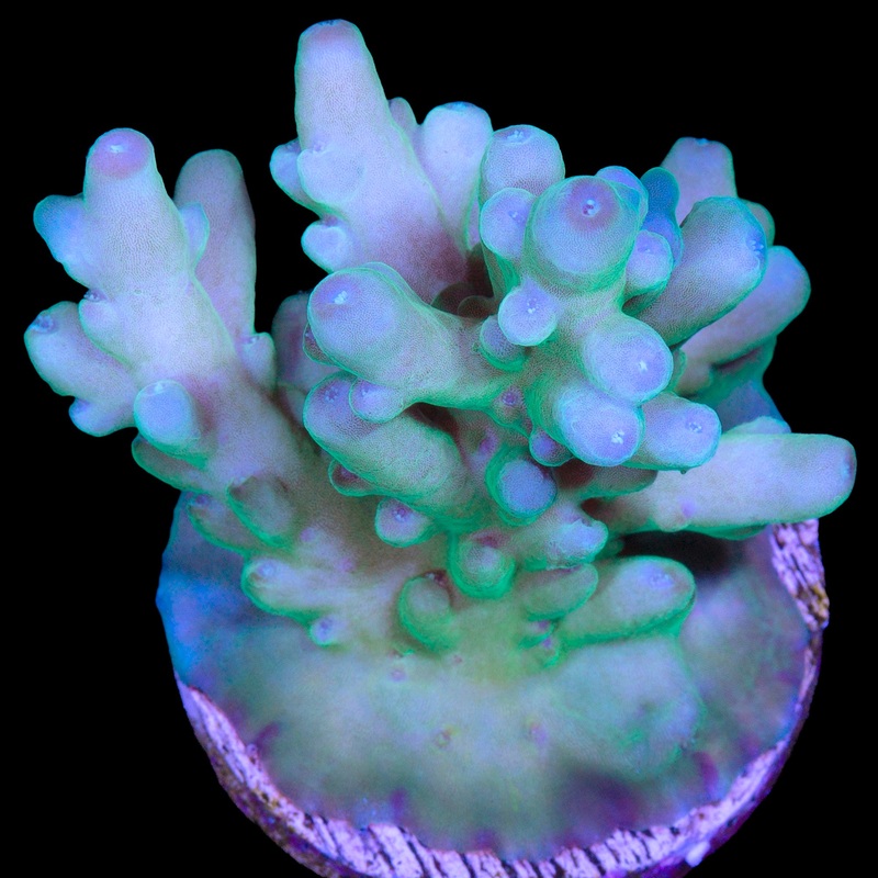 Emerald Granulosa Acropora Coral - XL Frag