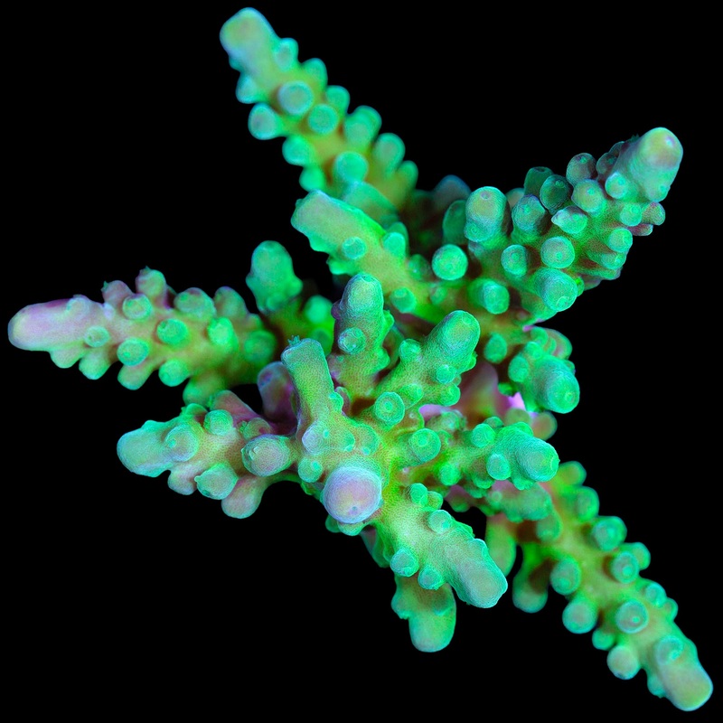 Enigma Acropora Coral - Mini Colony