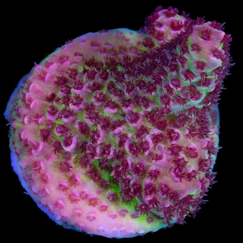 Festive Acropora Coral