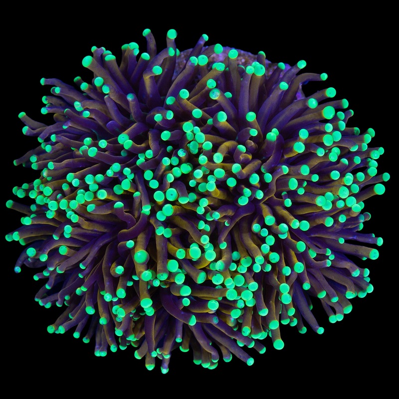 Golden Goblin Torch Coral Colony