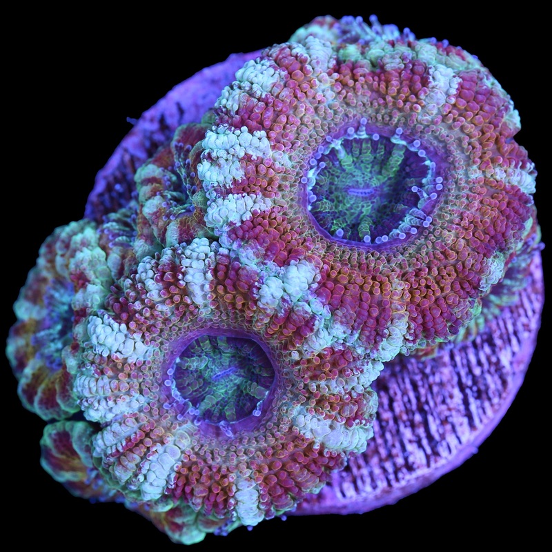 Goldmember Acan Lord Coral