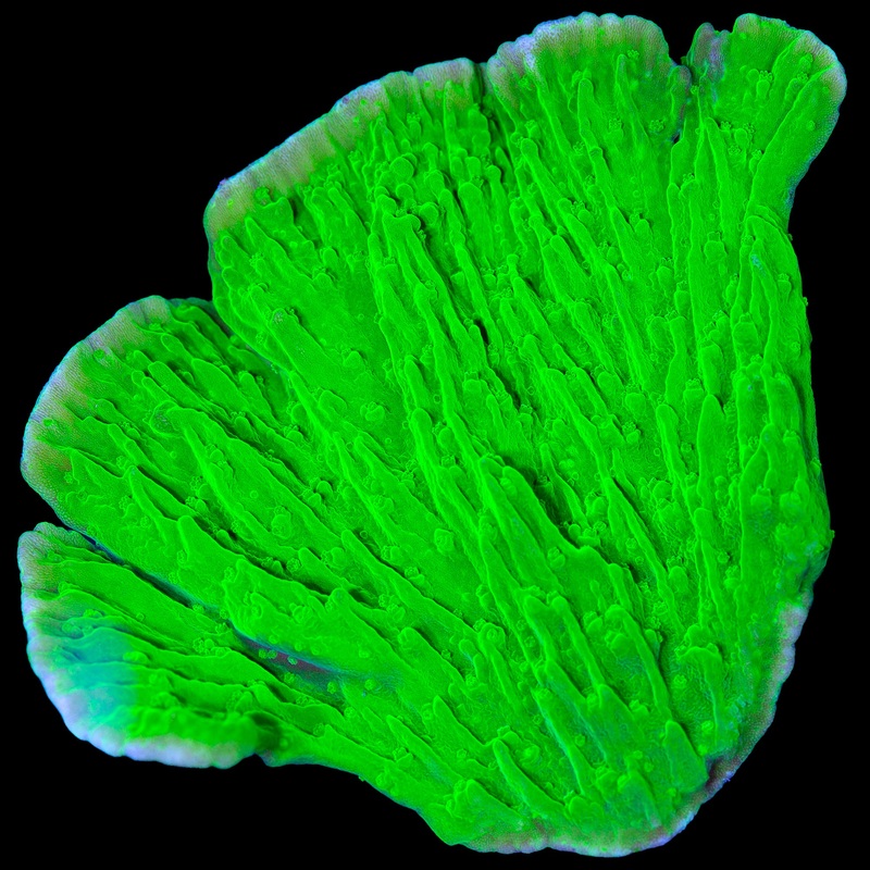 Green Apple Montipora Capricornus Coral - XL Frag