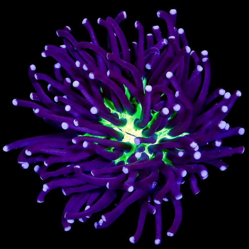 Green Center Heliofungia Plate Coral