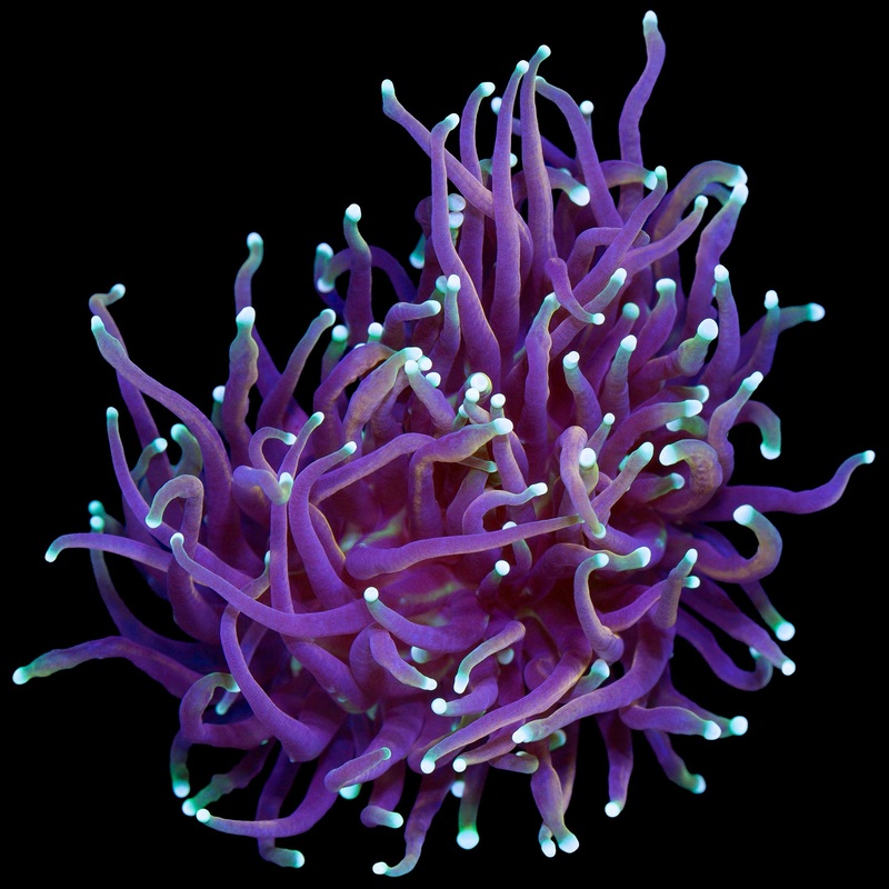Indo Gold Torch Coral