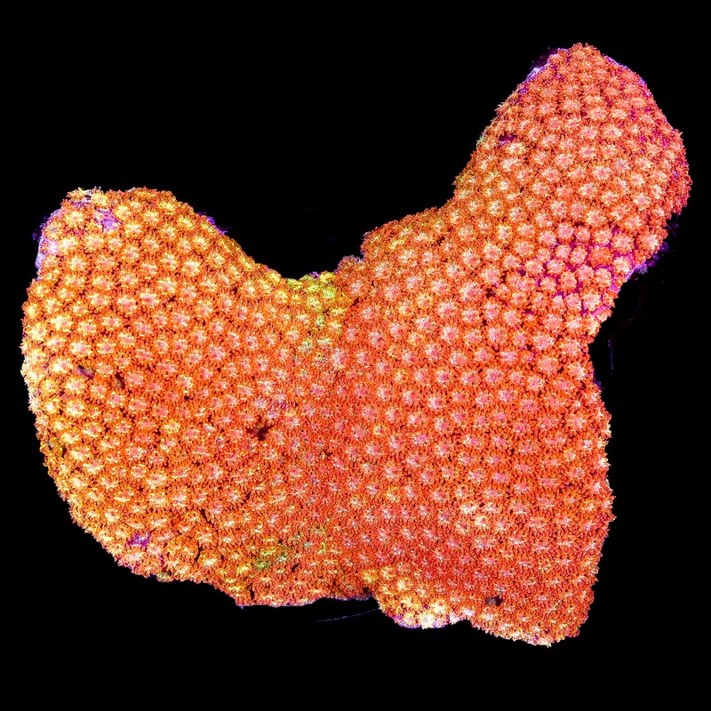 Inferno Bernardpora Coral Colony