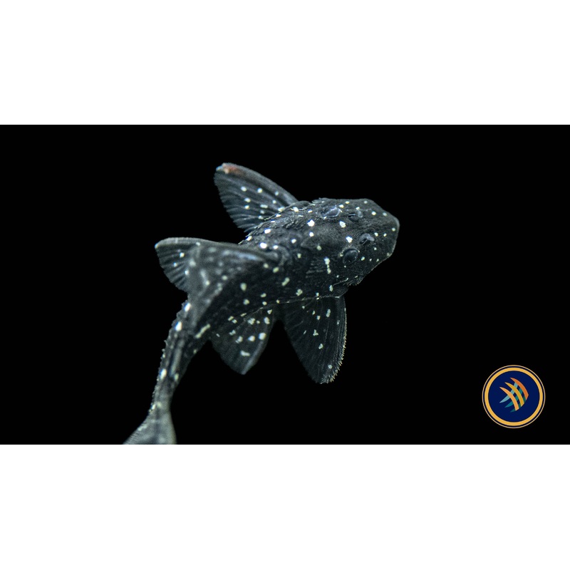L280 Dwarf Spiny Pleco (Hypancistrus Vandragti)