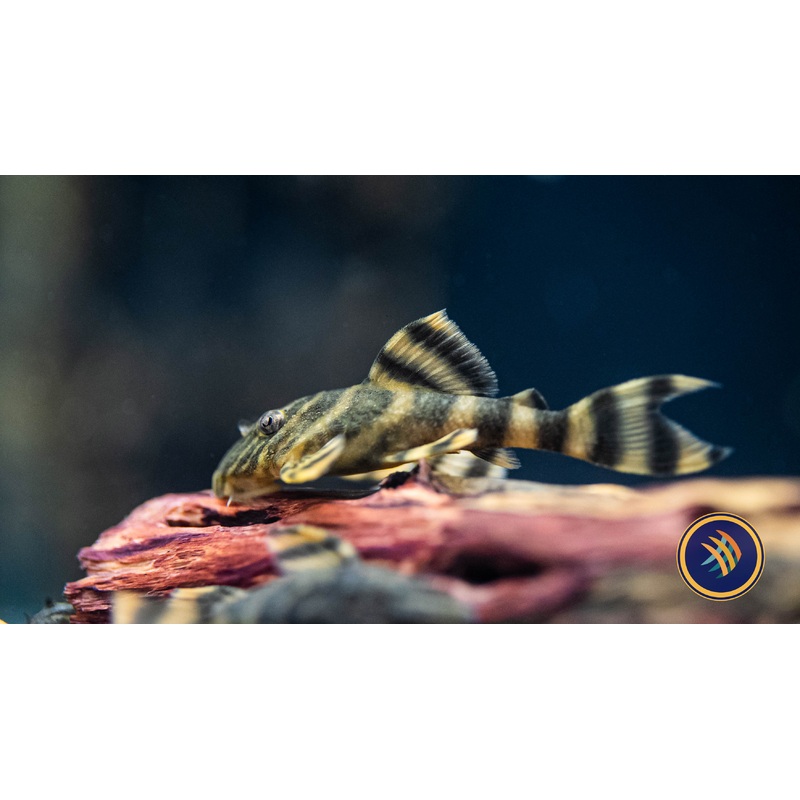 L398 Pleco 2"